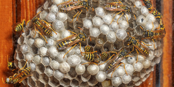 Grundsätzlich stehen alle Wespen unter Naturschutz.Wespen sind nützlich, weil sie zum ökologischen Gleichgewicht beitragen. Sie dezimieren andere Insekten und Schädlinge und bestäuben Pflanzen. Außerdem dienen Sie vor allem Vögeln als Beutetiere, wie zum Beispiel dem Wespenbussard oder dem Bienenfresser.